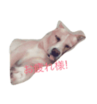 いつもの犬。(凛)（個別スタンプ：10）