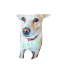 いつもの犬。(凛)（個別スタンプ：11）