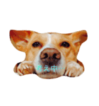 いつもの犬。(凛)（個別スタンプ：12）