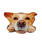 いつもの犬。(凛)（個別スタンプ：13）