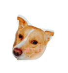 いつもの犬。(凛)（個別スタンプ：14）