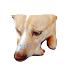いつもの犬。(凛)（個別スタンプ：15）