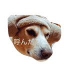 いつもの犬。(凛)（個別スタンプ：16）