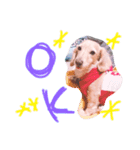 短足わんちゃん（個別スタンプ：3）