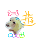 短足わんちゃん（個別スタンプ：5）