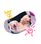 短足わんちゃん（個別スタンプ：7）