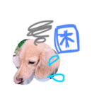 短足わんちゃん（個別スタンプ：8）