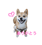 豆柴こたろう 1（個別スタンプ：1）