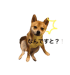 豆柴こたろう 1（個別スタンプ：2）