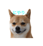 豆柴こたろう 1（個別スタンプ：3）
