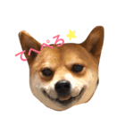 豆柴こたろう 1（個別スタンプ：4）