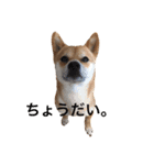 豆柴こたろう 1（個別スタンプ：6）