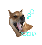 豆柴こたろう 1（個別スタンプ：7）