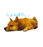 豆柴こたろう 1（個別スタンプ：9）