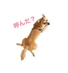 豆柴こたろう 1（個別スタンプ：11）