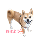 豆柴こたろう 1（個別スタンプ：13）