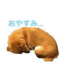 豆柴こたろう 1（個別スタンプ：14）