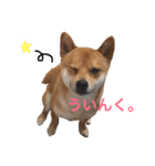 豆柴こたろう 1（個別スタンプ：16）