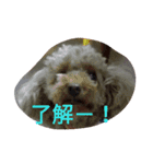 トイプー 日常編（個別スタンプ：1）