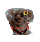 トイプー 日常編（個別スタンプ：3）