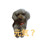 トイプー 日常編（個別スタンプ：10）