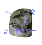 関西弁Vo.2（個別スタンプ：1）
