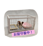 指先ワンコ(○○中！)（個別スタンプ：5）