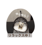 指先ワンコ(○○中！)（個別スタンプ：7）