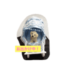 指先ワンコ(○○中！)（個別スタンプ：8）