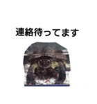 水のなかの亀（個別スタンプ：1）