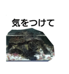 水のなかの亀（個別スタンプ：2）