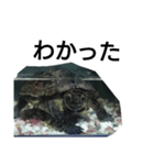 水のなかの亀（個別スタンプ：3）