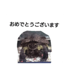 水のなかの亀（個別スタンプ：4）