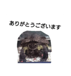 水のなかの亀（個別スタンプ：5）
