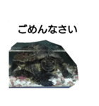 水のなかの亀（個別スタンプ：7）