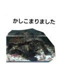 水のなかの亀（個別スタンプ：8）