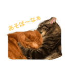 ねこーずず（個別スタンプ：1）