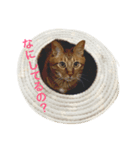 ねこーずず（個別スタンプ：2）
