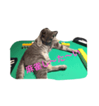 ねこーずず（個別スタンプ：4）