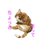 ねこーずず（個別スタンプ：5）