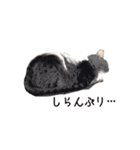 ねこスタンプ うちのツィさん。（個別スタンプ：1）