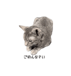 ねこスタンプ うちのツィさん。（個別スタンプ：2）