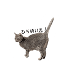 ねこスタンプ うちのツィさん。（個別スタンプ：3）