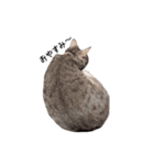 ねこスタンプ うちのツィさん。（個別スタンプ：5）