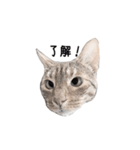 ねこスタンプ うちのツィさん。（個別スタンプ：7）