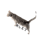ねこスタンプ うちのツィさん。（個別スタンプ：11）