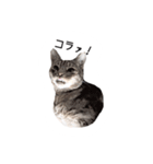 ねこスタンプ うちのツィさん。（個別スタンプ：12）