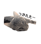 ねこスタンプ うちのツィさん。（個別スタンプ：13）