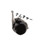 ねこスタンプ うちのツィさん。（個別スタンプ：16）