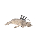 ねこスタンプ うちのツィさん。（個別スタンプ：17）